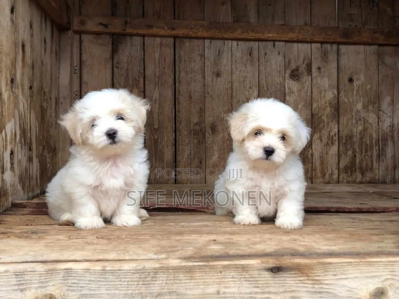 1-3 months Female Purebred Maltese