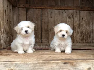 1-3 months Female Purebred Maltese