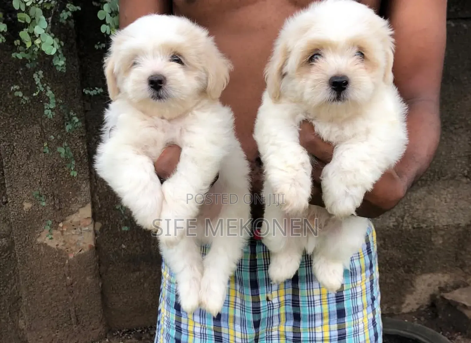 1-3 months Male Purebred Maltese