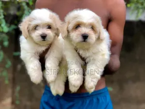 Photo - 1-3 months Male Purebred Maltese