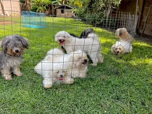 Photo - 1-3 months Male Purebred Maltese