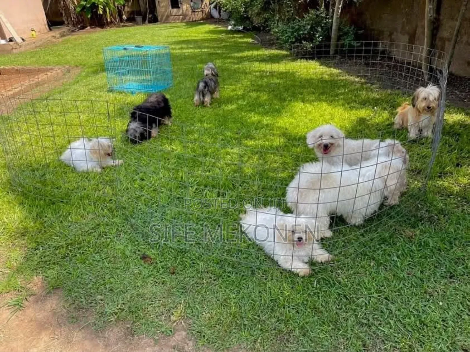 1-3 months Male Purebred Maltese