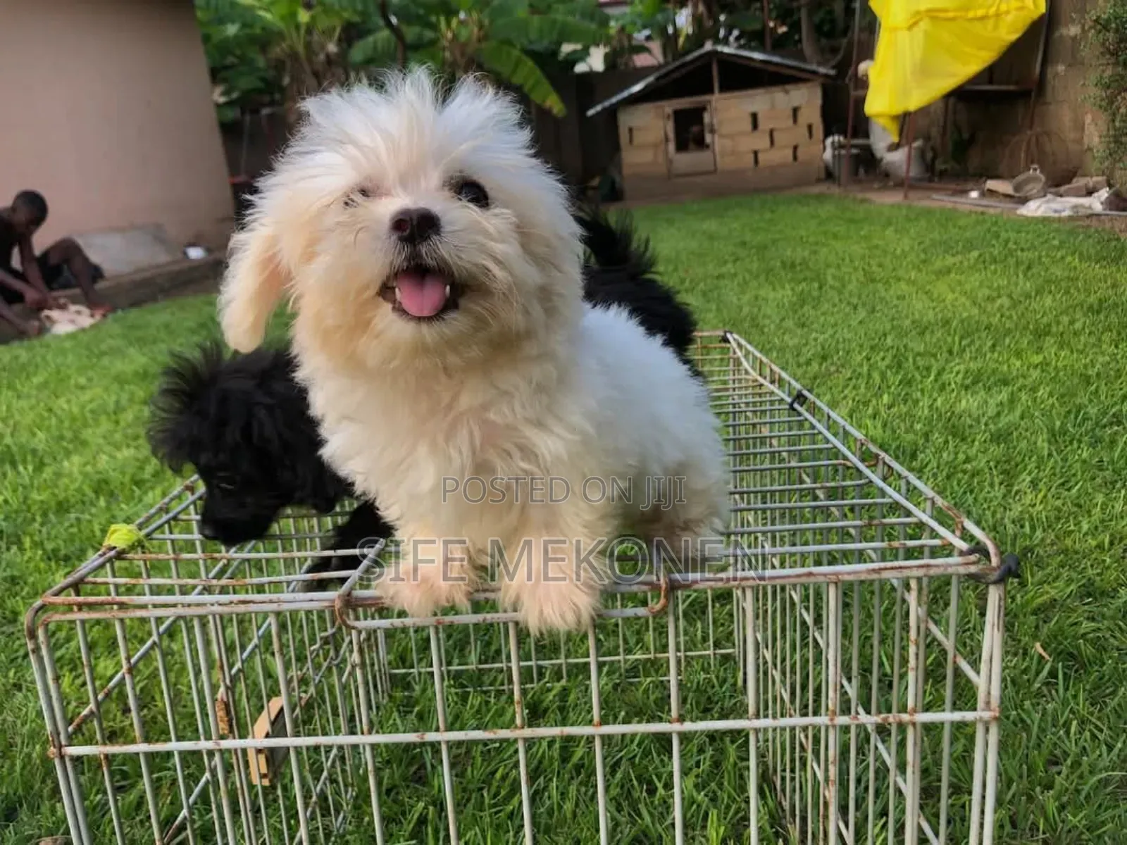 1-3 months Male Purebred Maltese