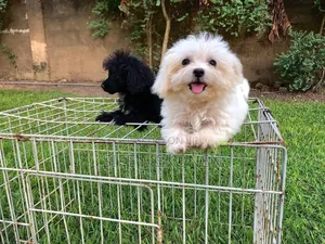 1-3 months Male Purebred Maltese