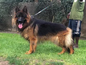 1-3 months Male Purebred German Shepherd