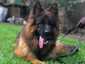 Photo - 1-3 months Male Purebred German Shepherd