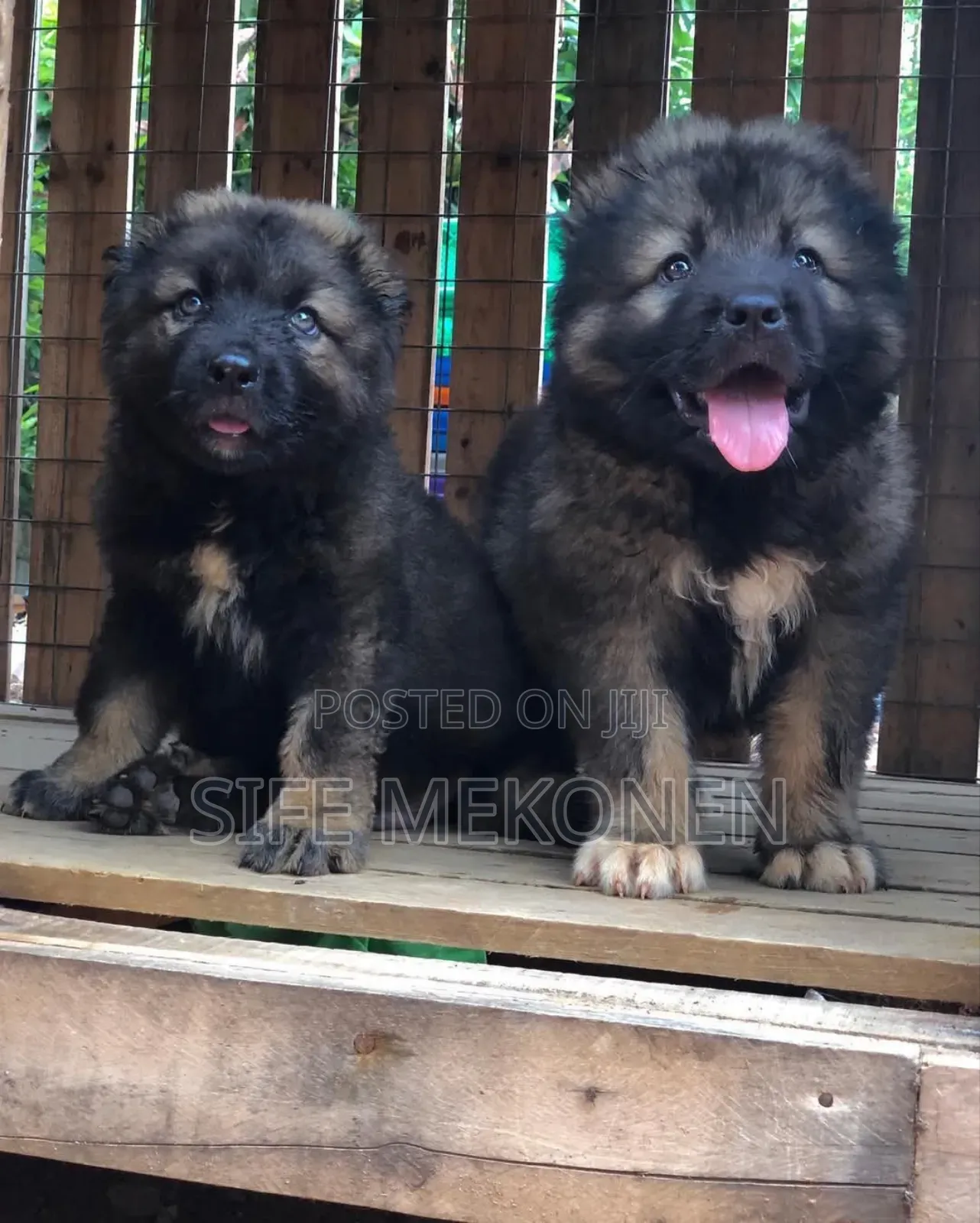 1-3 months Male Purebred Caucasian Shepherd