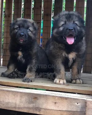 Photo - 1-3 months Male Purebred Caucasian Shepherd