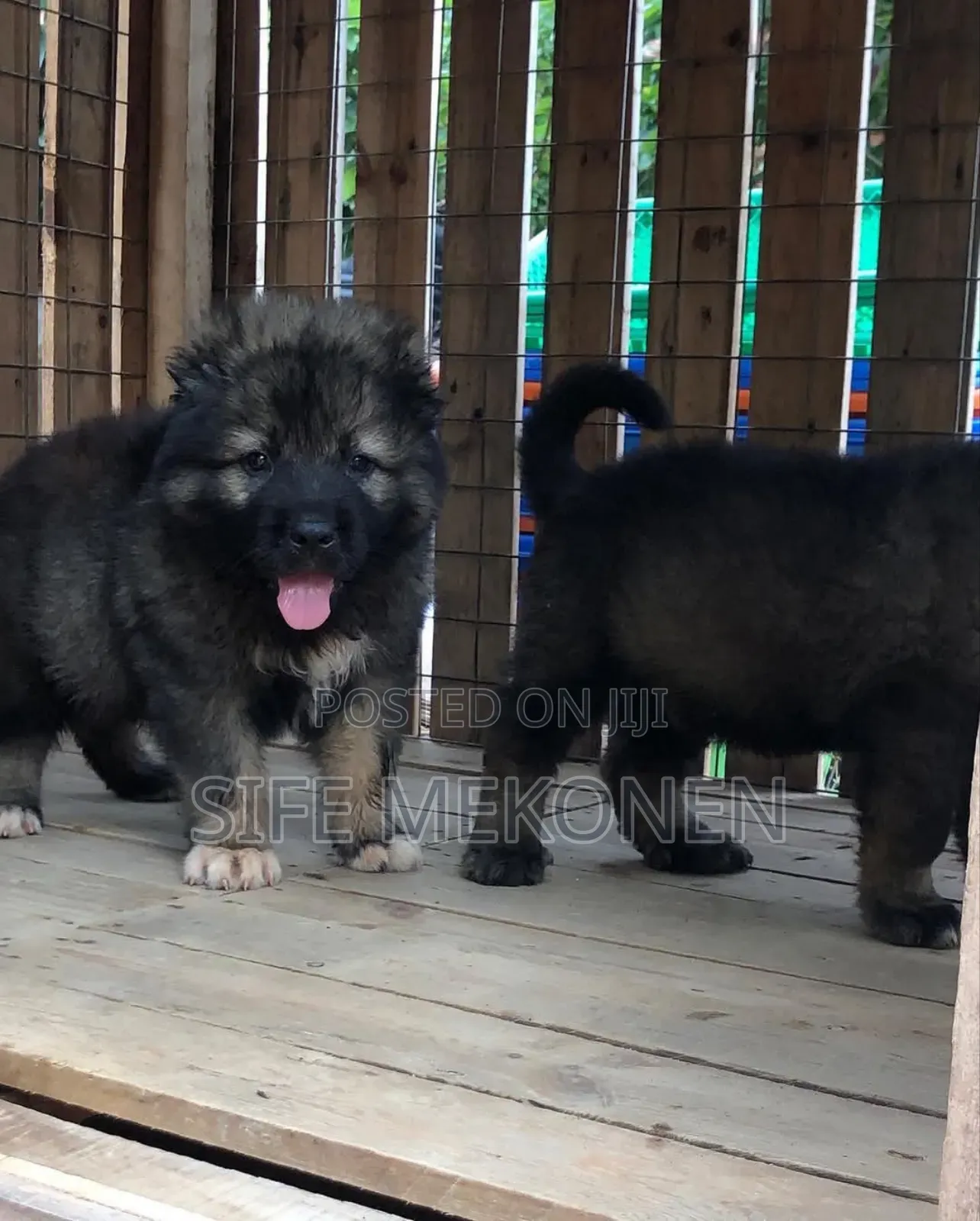 1-3 months Male Purebred Caucasian Shepherd
