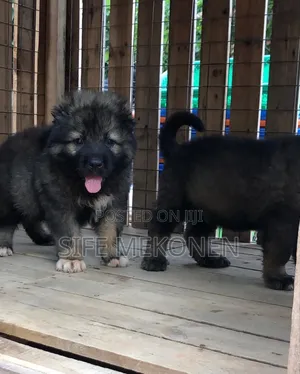 1-3 months Male Purebred Caucasian Shepherd