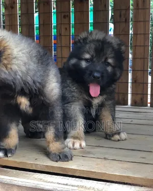 1-3 months Male Purebred Caucasian Shepherd