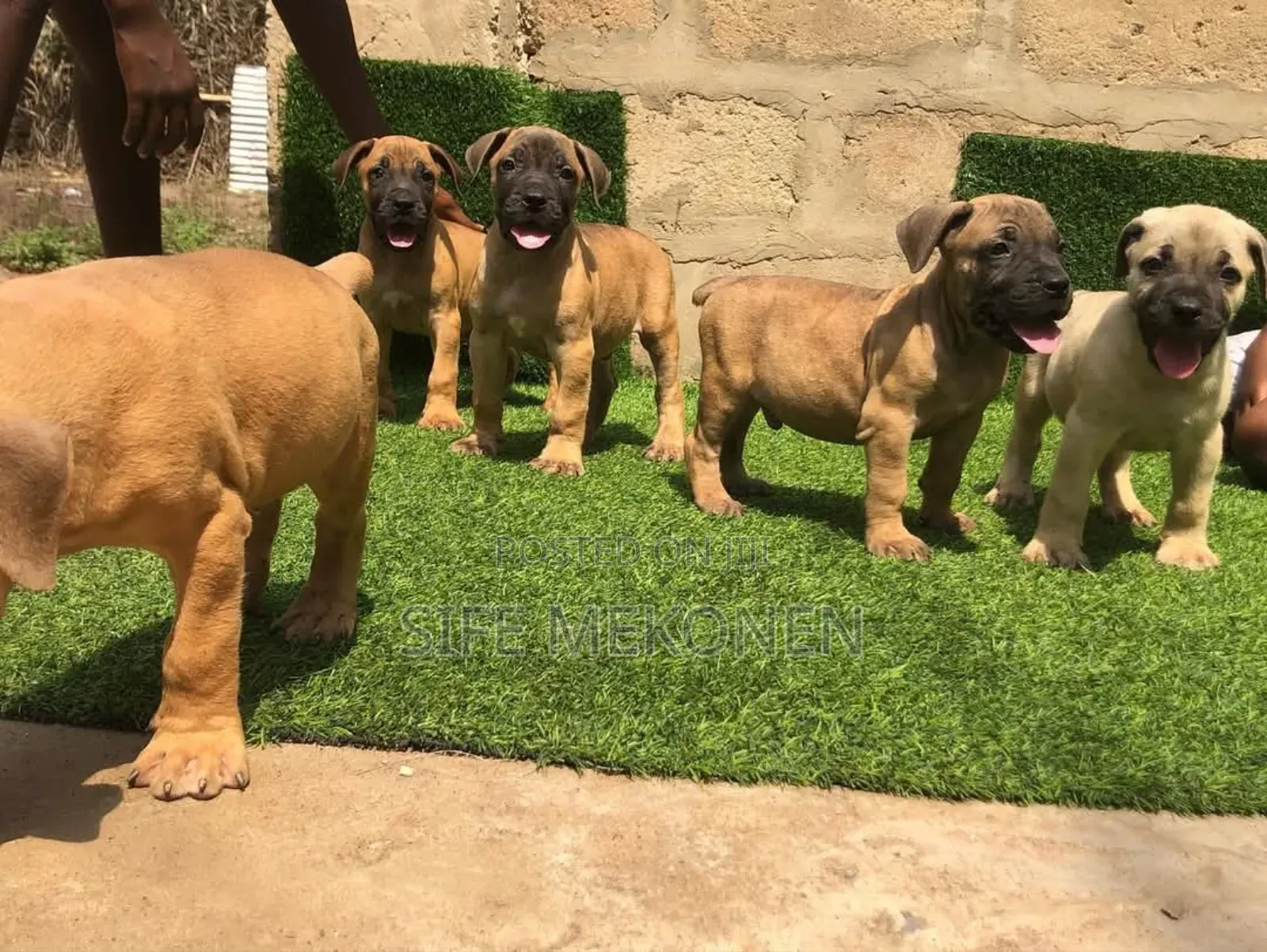 1-3 months Male Purebred Boerboel