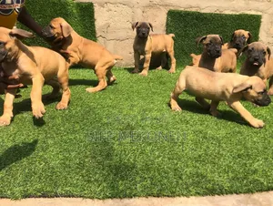 1-3 months Male Purebred Boerboel