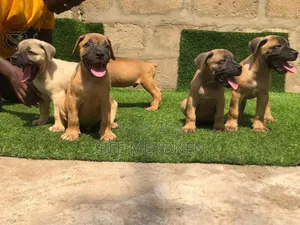 Photo - 1-3 months Male Purebred Boerboel