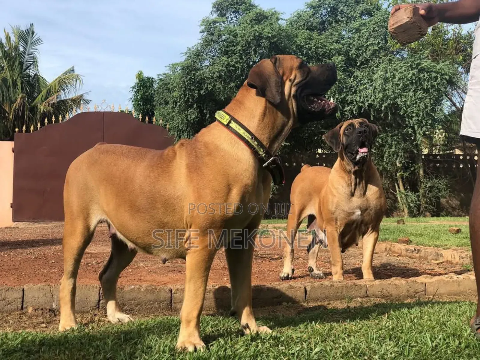 1-3 months Male Purebred Boerboel