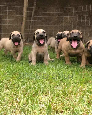 Photo - 1-3 months Male Purebred Boerboel