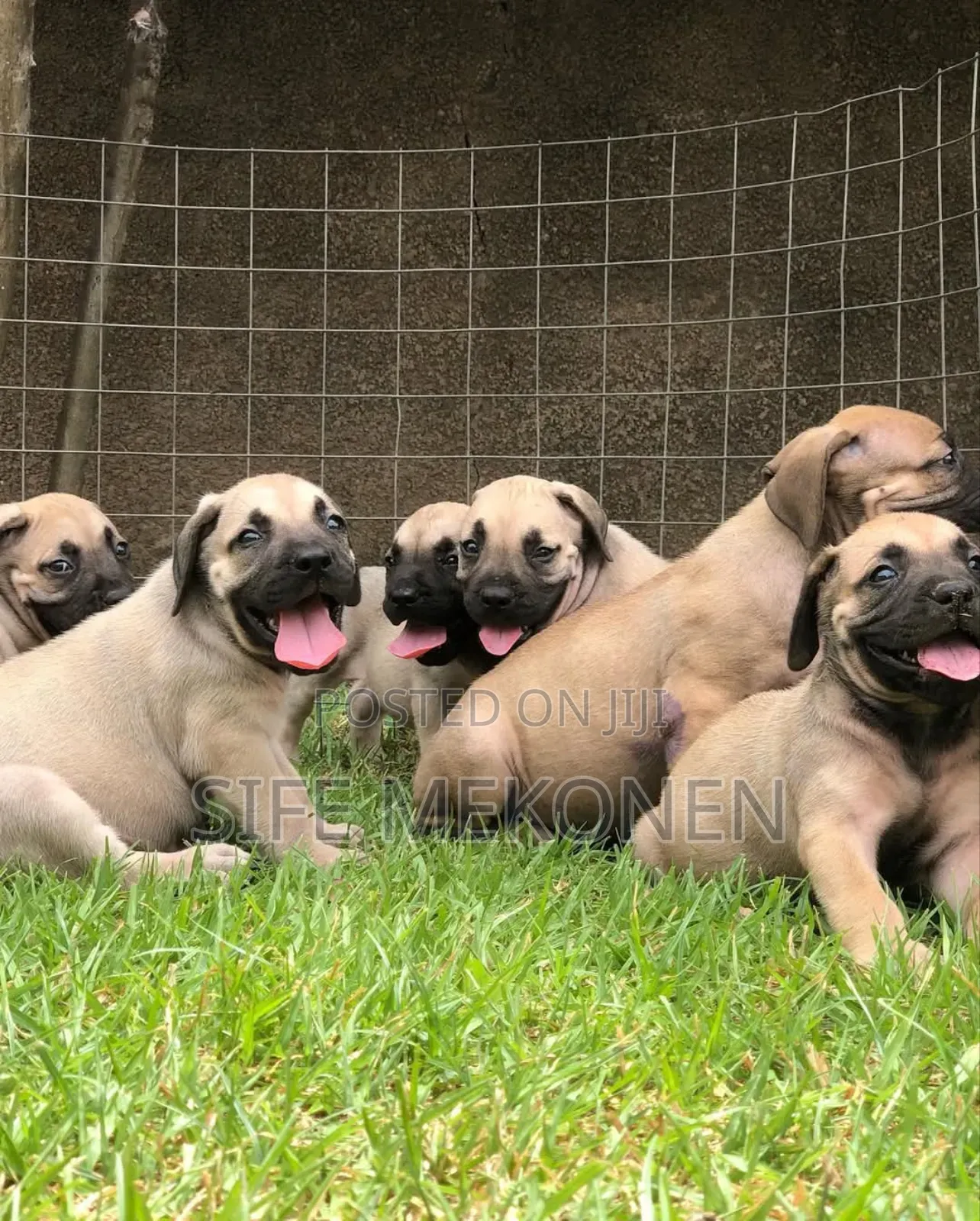 1-3 months Male Purebred Boerboel