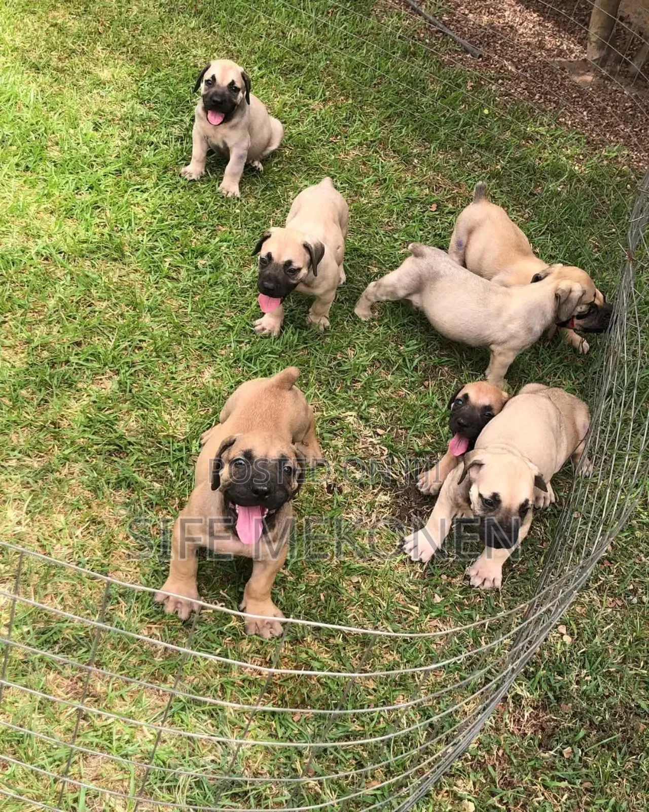 1-3 months Male Purebred Boerboel