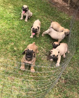 1-3 months Male Purebred Boerboel