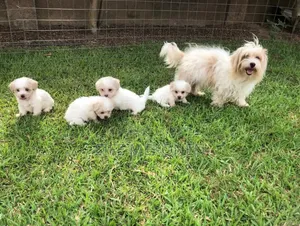 Photo - 1-3 months Male Purebred Maltese