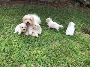 1-3 months Male Purebred Maltese