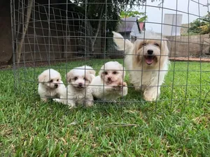Photo - 1-3 months Male Purebred Maltese