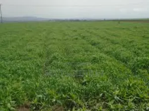 Emshx Merxe Bota Ke Adama Wexa Belo Wed Asela Emiyaskedw