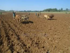 Emshx Merxe Bota Ke Adama Wexa Belo Wed Asela Emiyaskedw