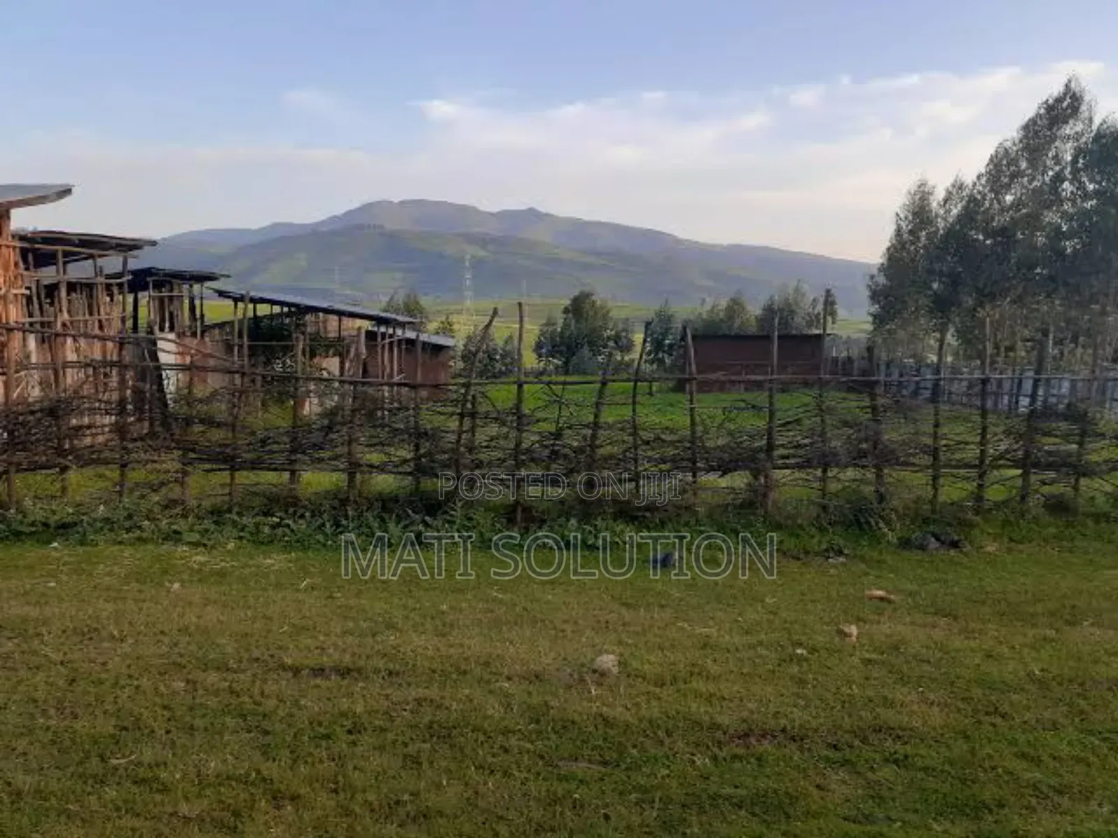 Emshx Merxe Bota Ke Adama Wexa Belo Wed Asela Emiyaskedw