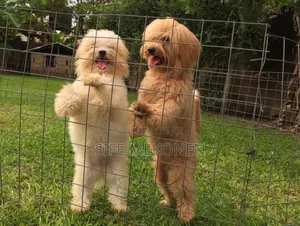 Photo - 1-3 months Male Purebred Maltese