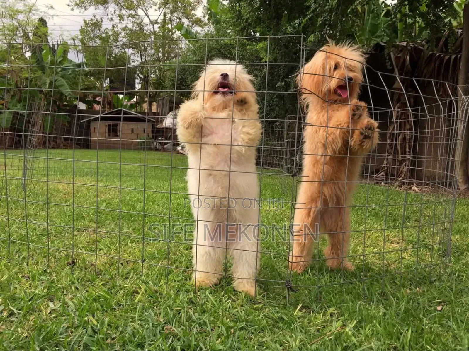 1-3 months Male Purebred Maltese