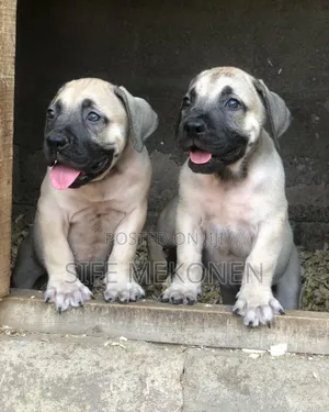 Photo - 1-3 months Male Purebred Boerboel