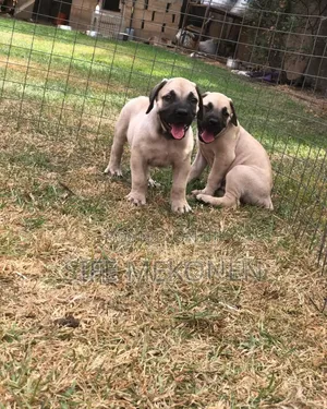 1-3 months Male Purebred Boerboel