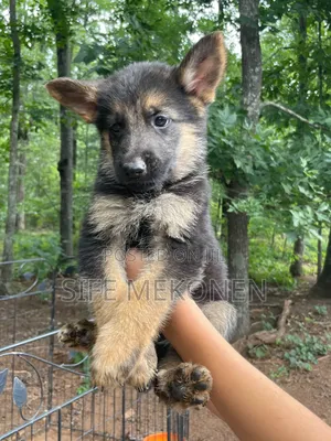 1-3 months Male Purebred German Shepherd