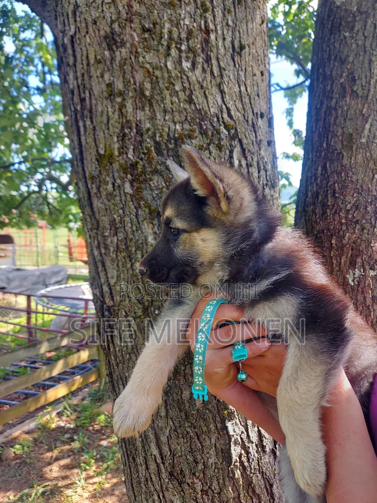 1-3 months Male Purebred German Shepherd
