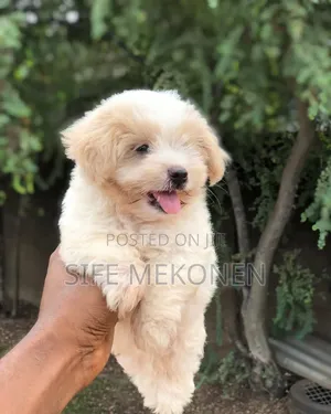 Photo - 1-3 months Male Purebred Maltese