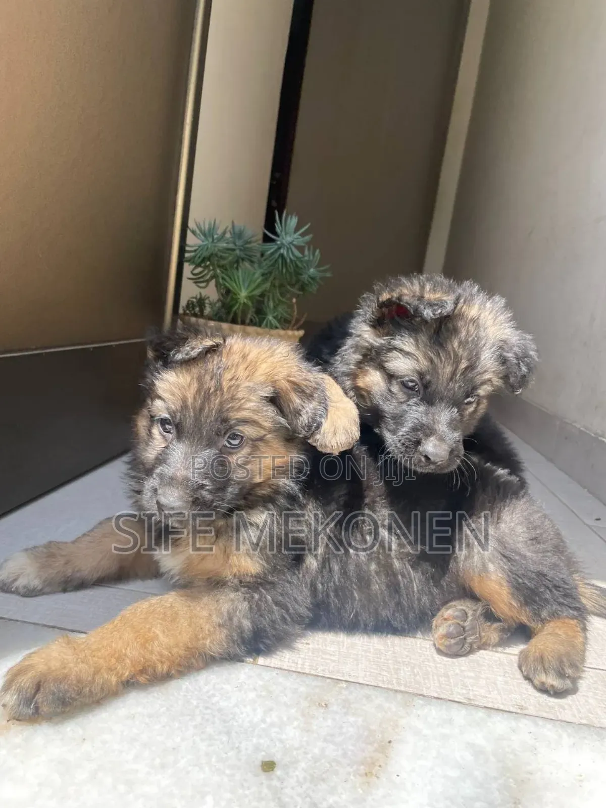 1-3 months Male Purebred German Shepherd