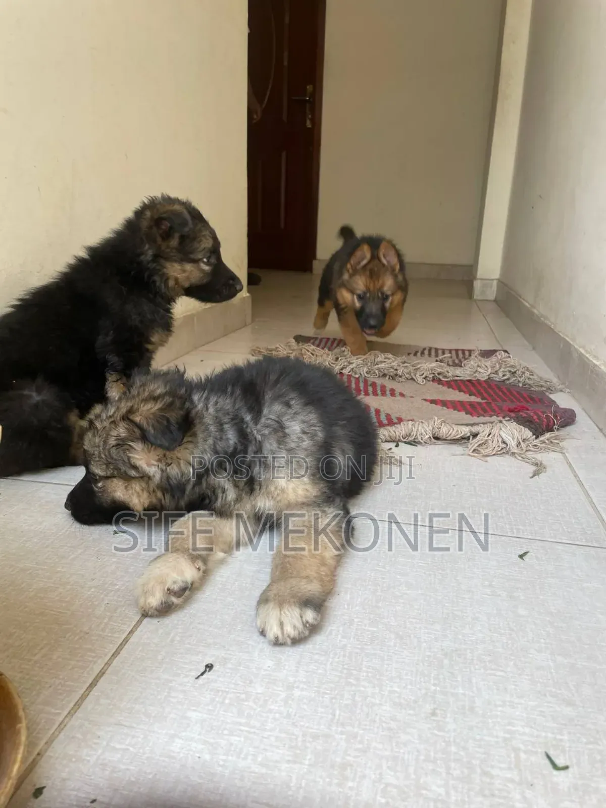 1-3 months Male Purebred German Shepherd