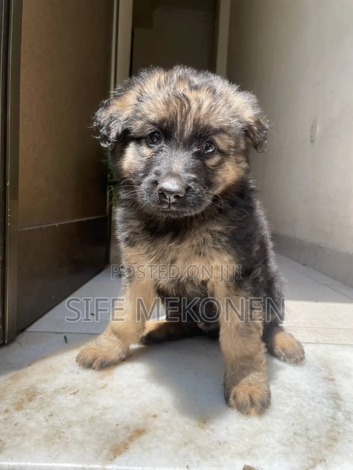 1-3 months Male Purebred German Shepherd