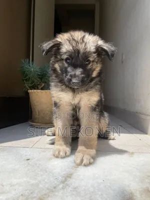 1-3 months Male Purebred German Shepherd