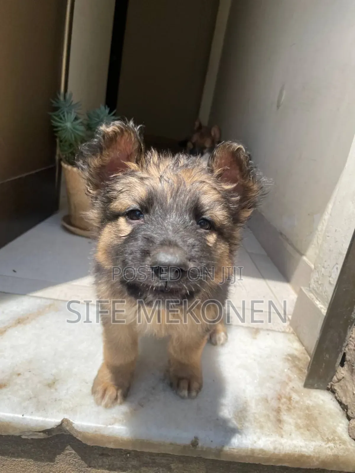 1-3 months Male Purebred German Shepherd