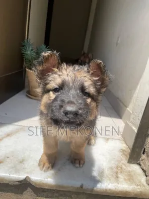 1-3 months Male Purebred German Shepherd