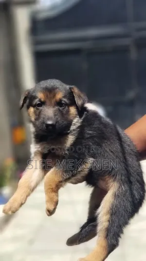 1-3 months Male Purebred German Shepherd