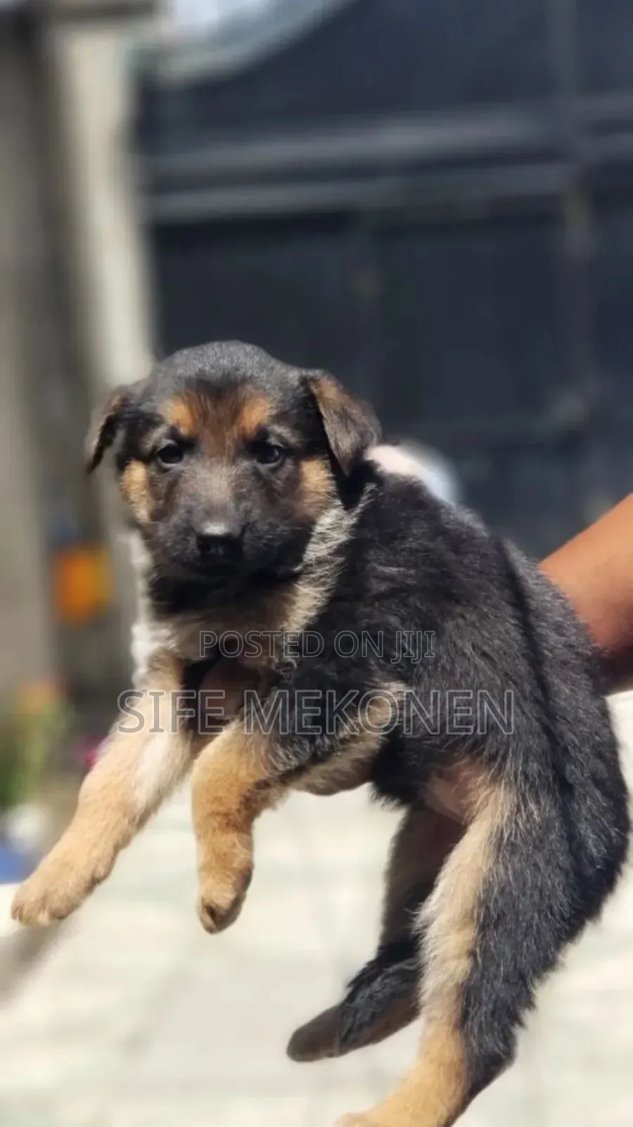1-3 months Male Purebred German Shepherd