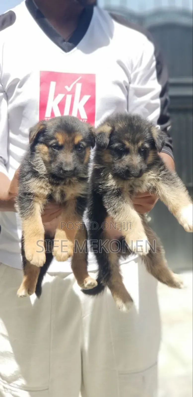 1-3 months Male Purebred German Shepherd