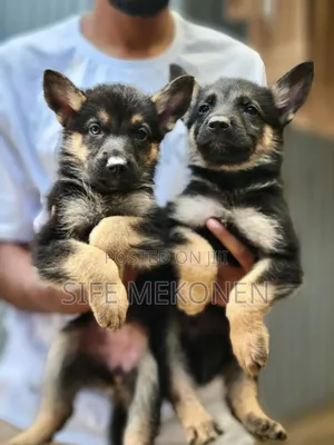 Photo - 1-3 months Male Purebred German Shepherd