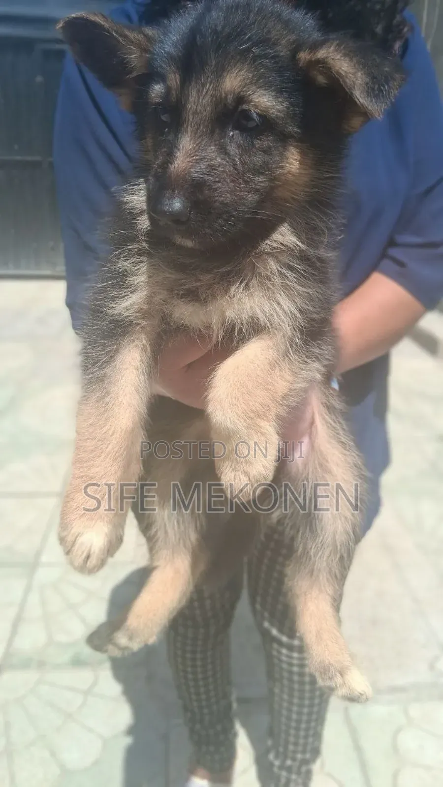1-3 months Male Purebred German Shepherd