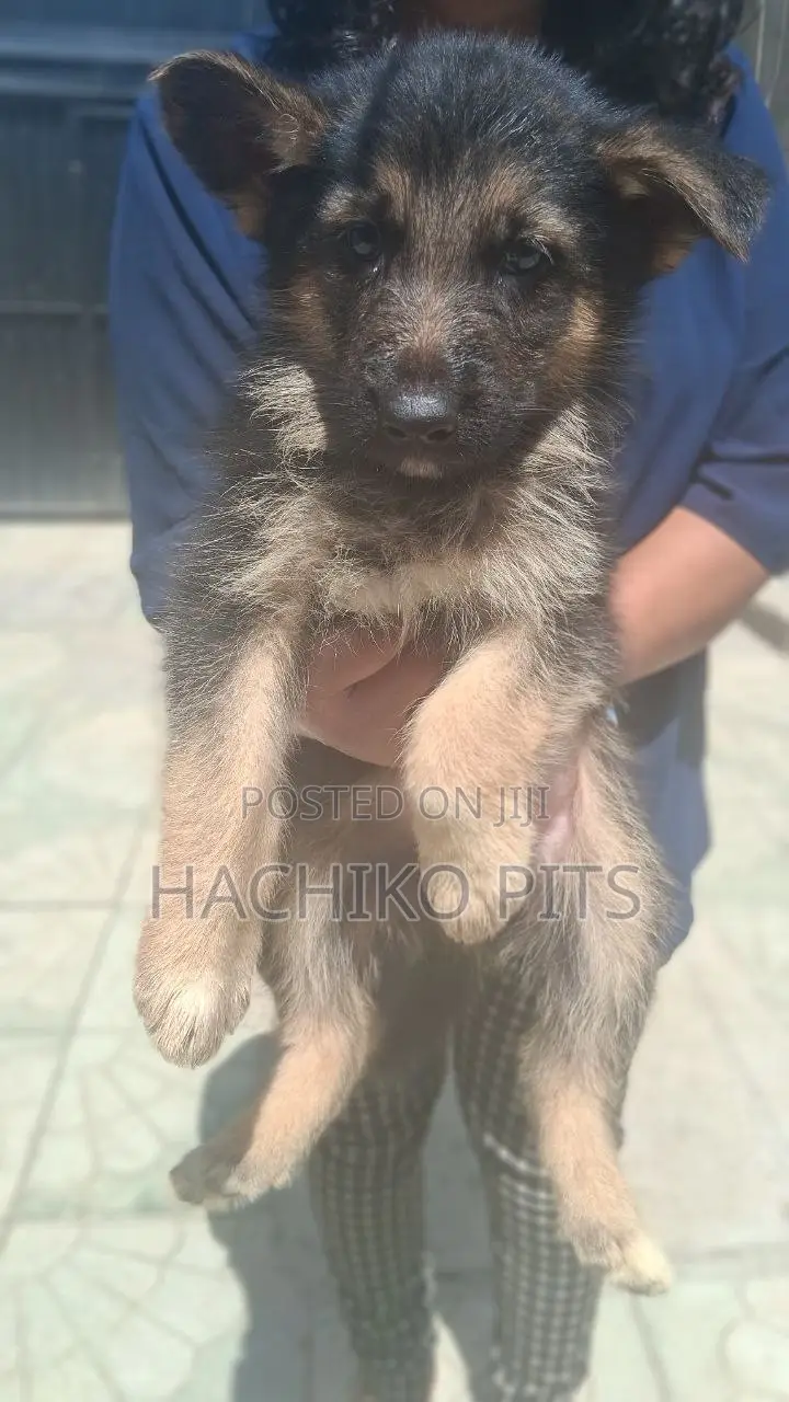 1-3 months Male Purebred German Shepherd
