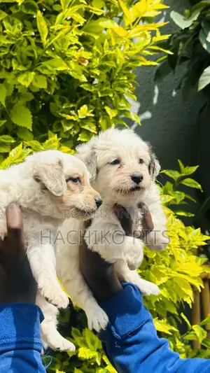 Photo - 1-3 months Male Purebred Maltese