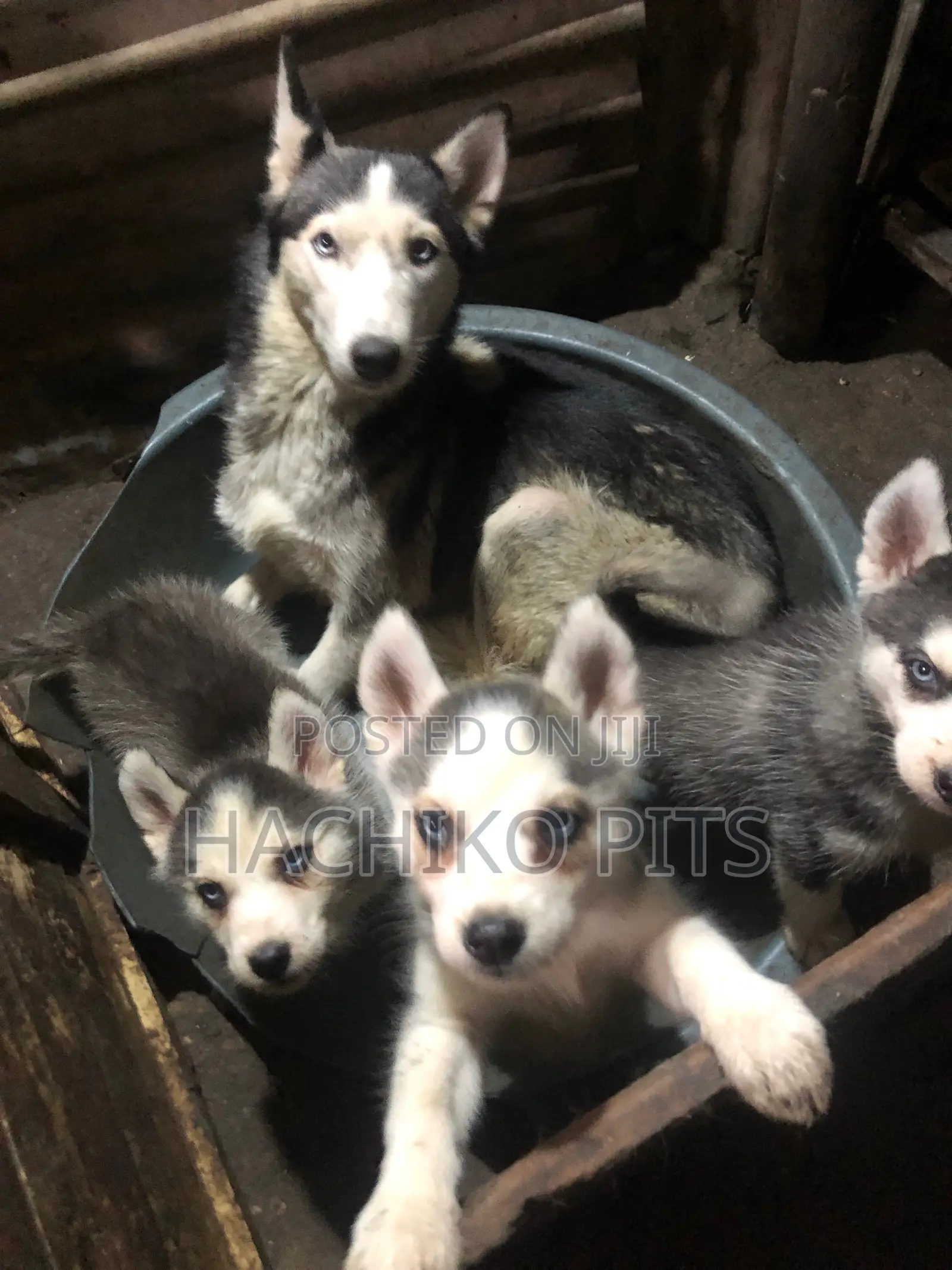 1-3 months Male Purebred Siberian Husky